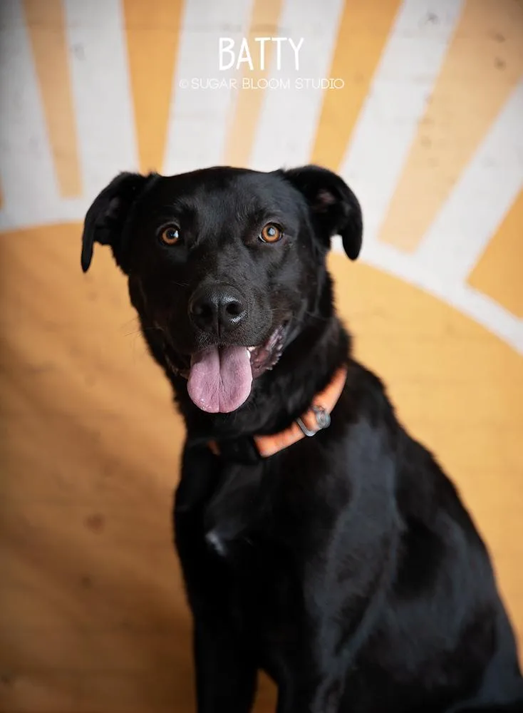 An adult large-sized male Black Labrador Retriever dog named Batty Aka Batman for adoption in Littleton, CO