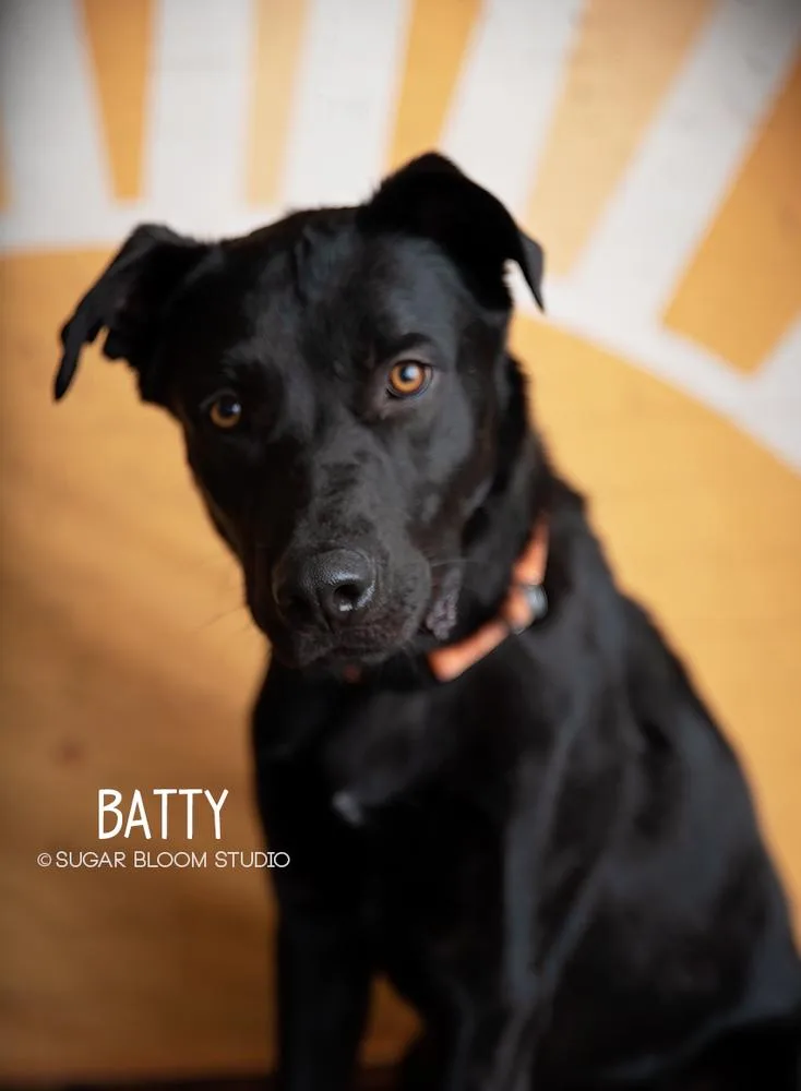 Batty Aka Batman thumbnail 5