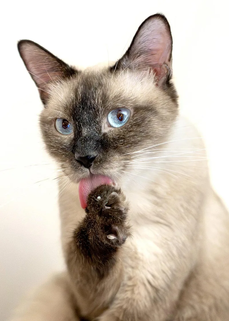 Tiramisu thumbnail 2