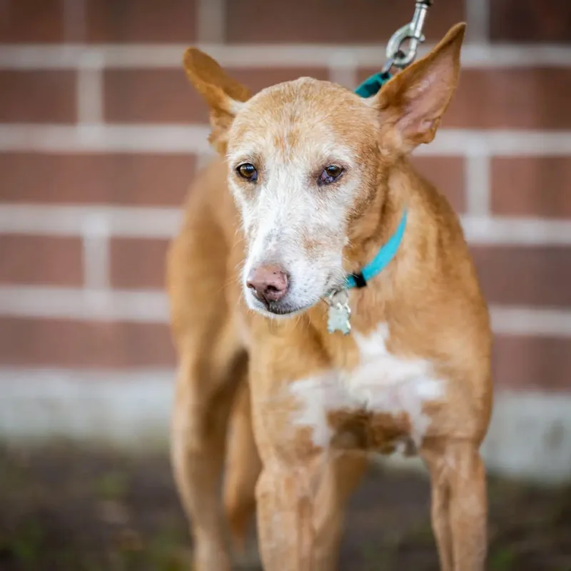A senior medium-sized female Golden Portuguese Podengo dog named Kay for adoption in HANSON, MA