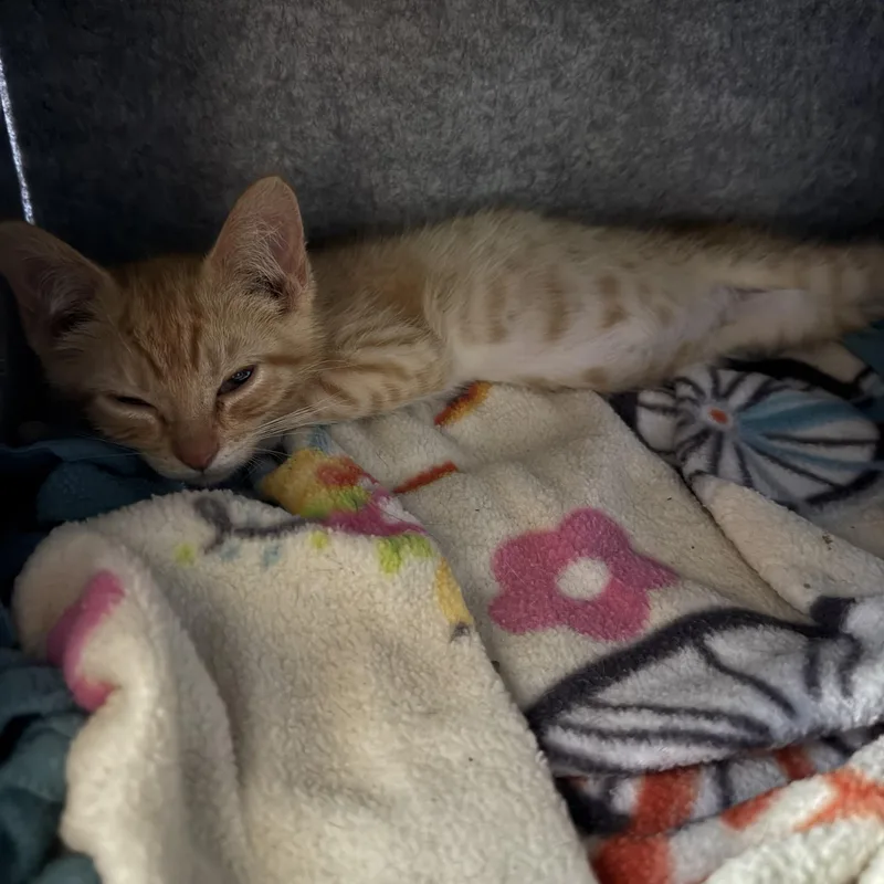A baby medium-sized male Orange & White Domestic Short Hair cat named Archie for adoption in Midland, MI