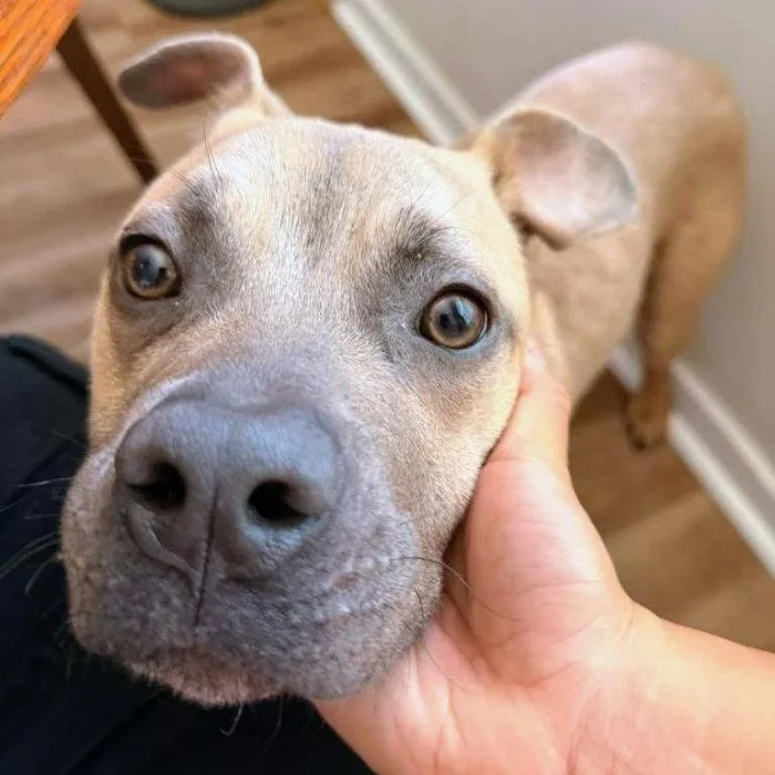A young medium-sized male Pit Bull Terrier dog named Jones for adoption in Oakland, CA