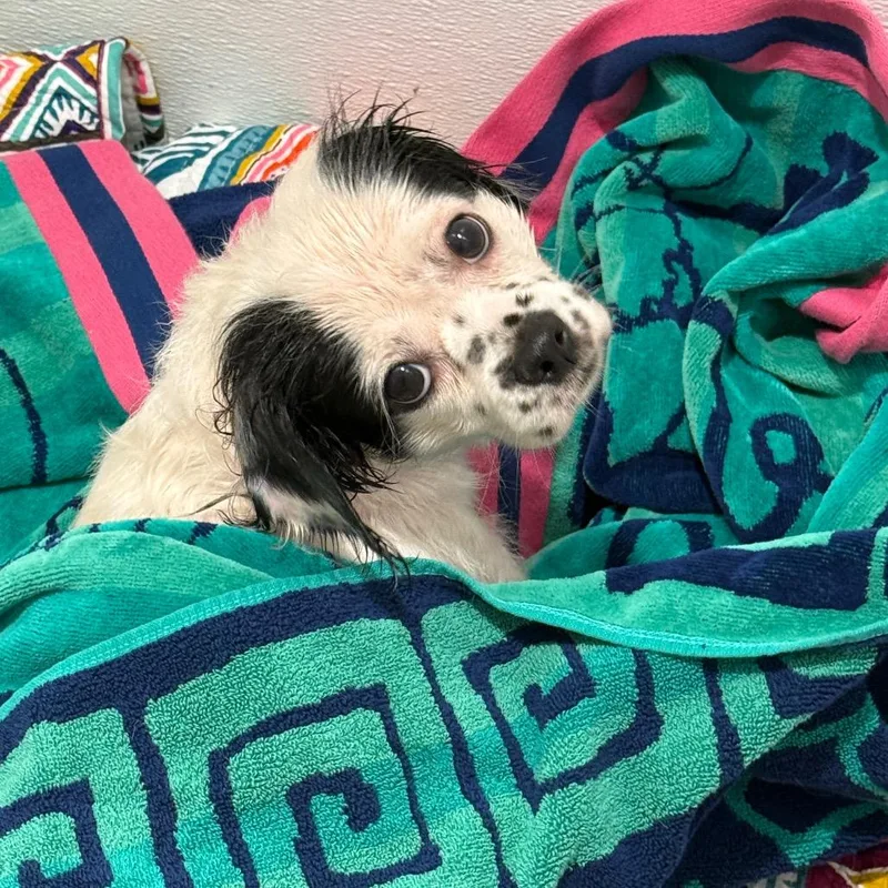 An adult small-sized female Papillon dog named Pretty for adoption in Cumming, GA