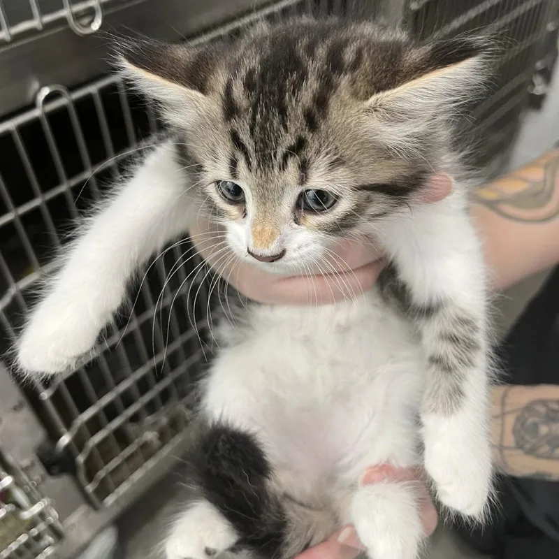 A baby small-sized male Gray / Blue / Silver Domestic Long Hair cat named Cheerios for adoption in Richmond Hill, GA