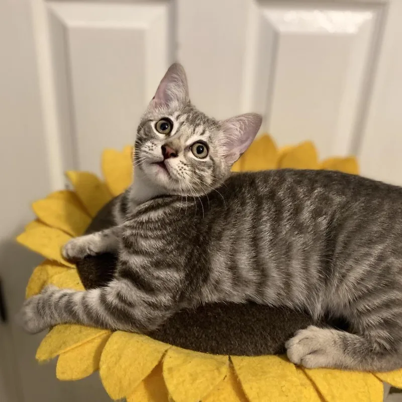 A baby small-sized male Brown / Chocolate Domestic Short Hair cat named Mel for adoption in Bulverde, TX