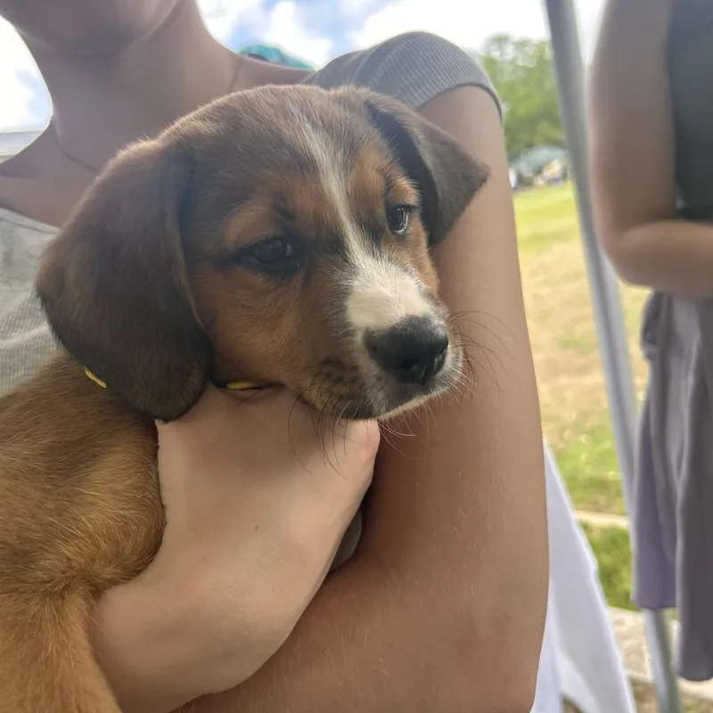 A baby medium-sized female Brown / Chocolate Beagle dog named Diva for adoption in New Orleans, LA