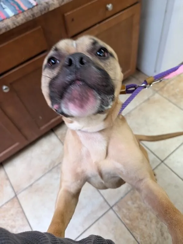An adult medium-sized male Brown / Chocolate Mixed Breed dog named Prince for adoption in Cincinnati, OH