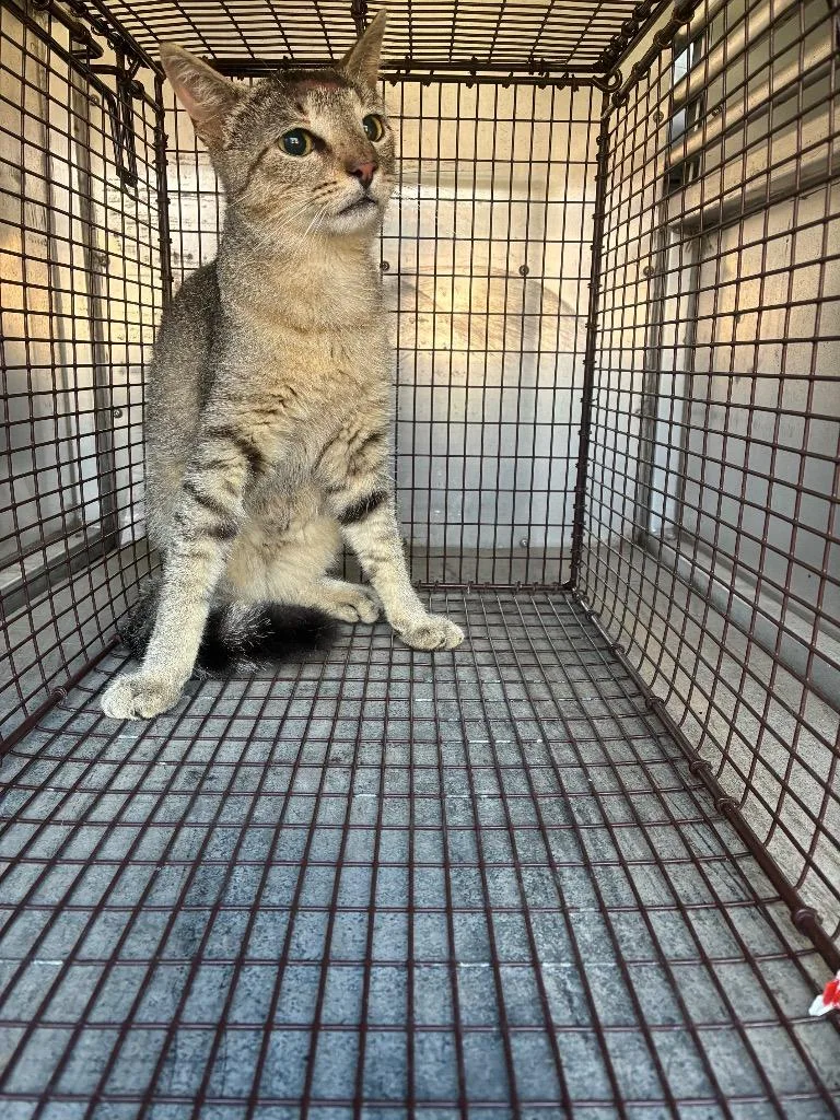 A young small-sized male Domestic Short Hair cat named Waxy Qtip for adoption in New Braunfels, TX