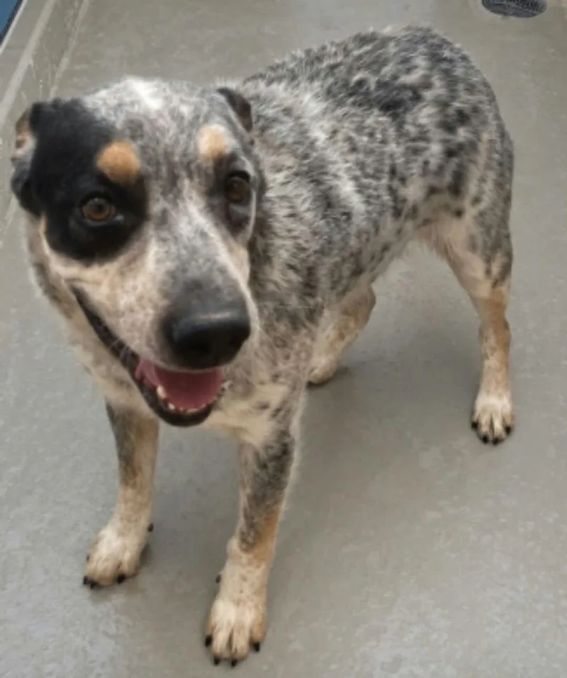 An adult medium-sized male Merle (Blue) Australian Cattle Dog / Blue Heeler dog named Jensen for adoption in Kingman, AZ