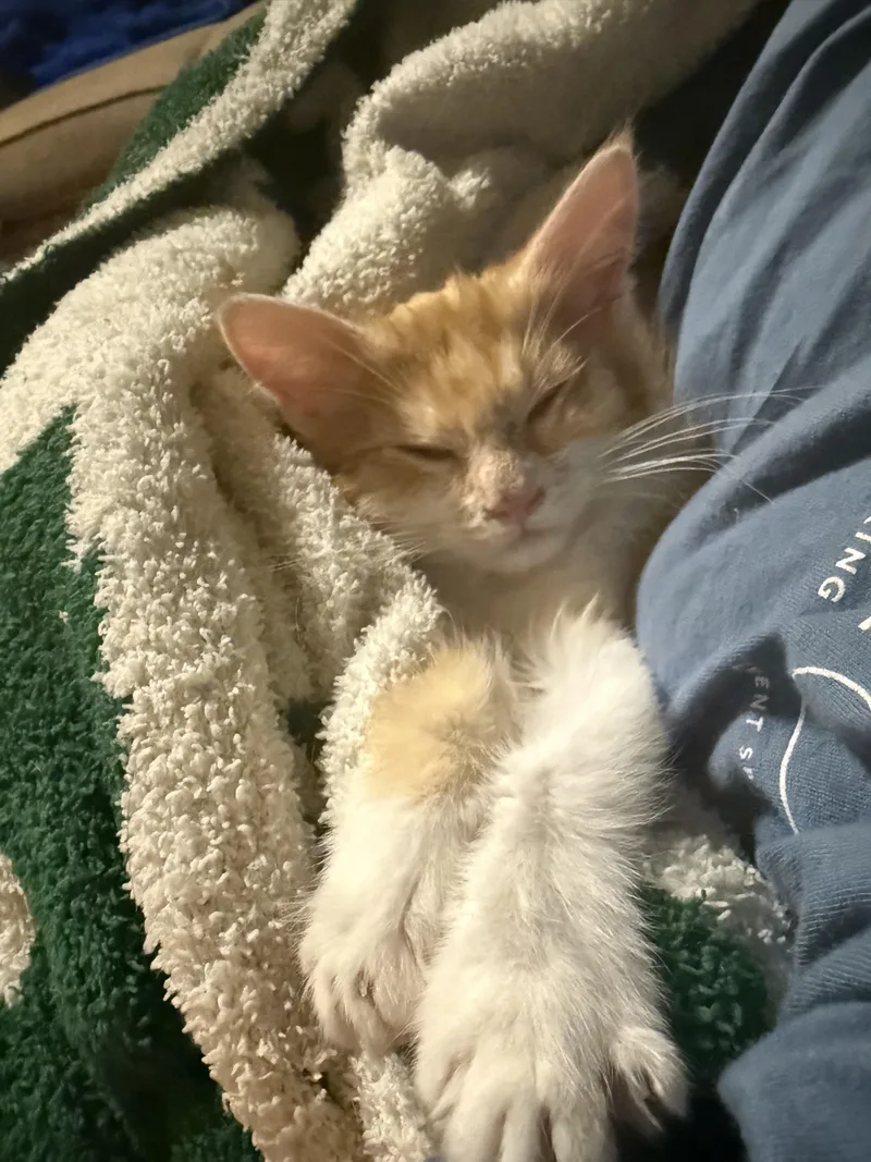 A baby medium-sized female Domestic Long Hair cat named Kiwi for adoption in Ontario, NY