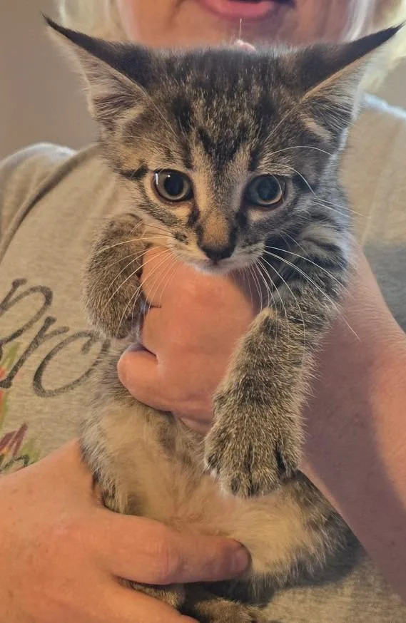 A baby small-sized female Domestic Short Hair cat named Colbert for adoption in Crocker, MO