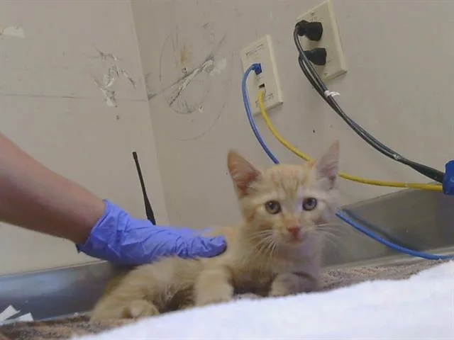 A baby small-sized female Domestic Short Hair cat named Polly for adoption in Sacramento, CA