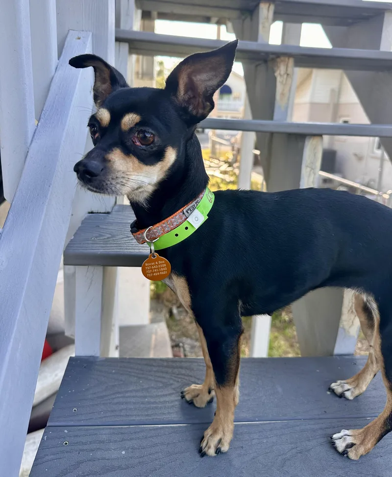 An adult small-sized female Tricolor (Brown, Black, & White) Miniature Pinscher dog named Coco for adoption in Palm Harbor, FL
