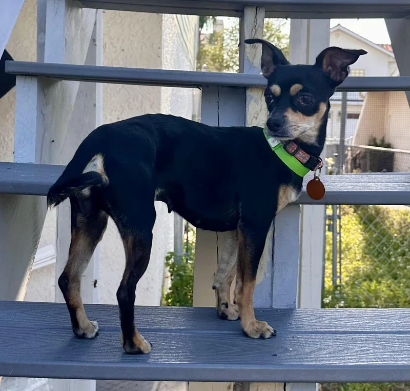 Coco thumbnail 2