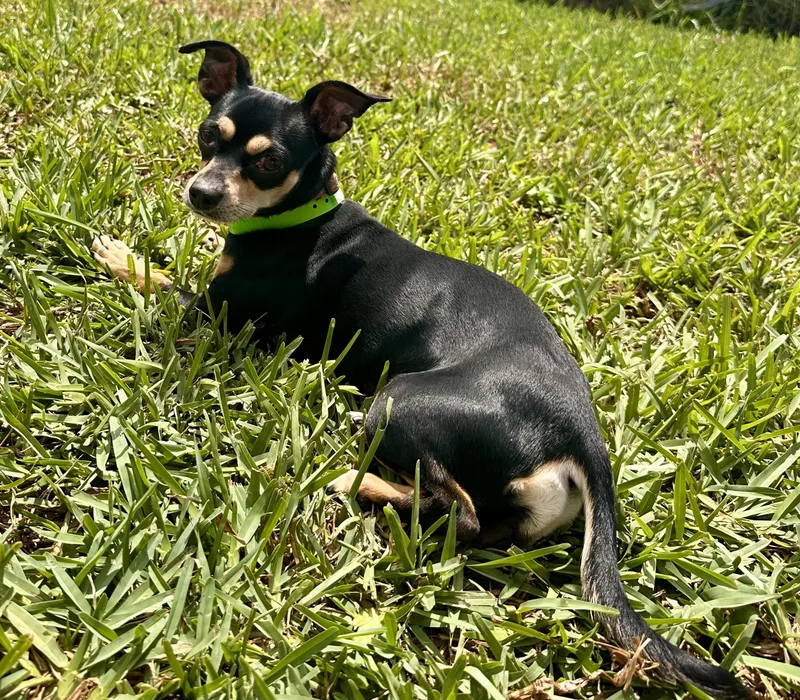 Coco thumbnail 4