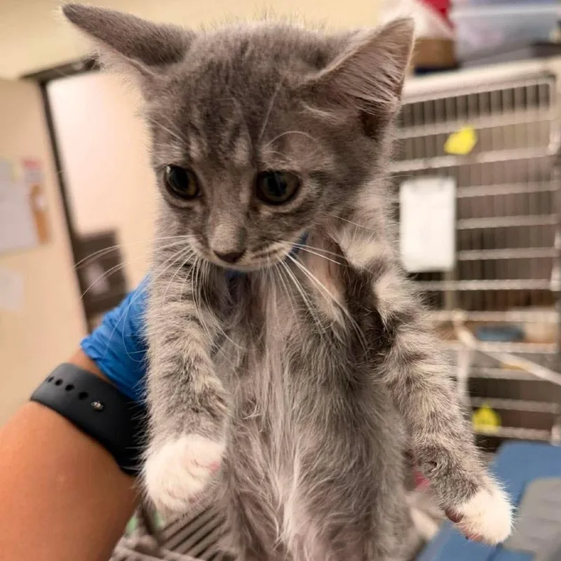 A baby small-sized female Gray / Blue / Silver Domestic Short Hair cat named Lora for adoption in Bastrop, TX