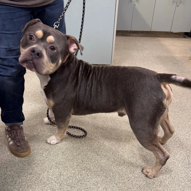 An adult large-sized male Brown / Chocolate Mixed Breed dog named Dodge Charger for adoption in Jacksonville, FL