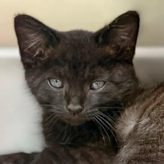 A baby small-sized male Black Domestic Short Hair cat named Harley for adoption in Chapel Hill, NC