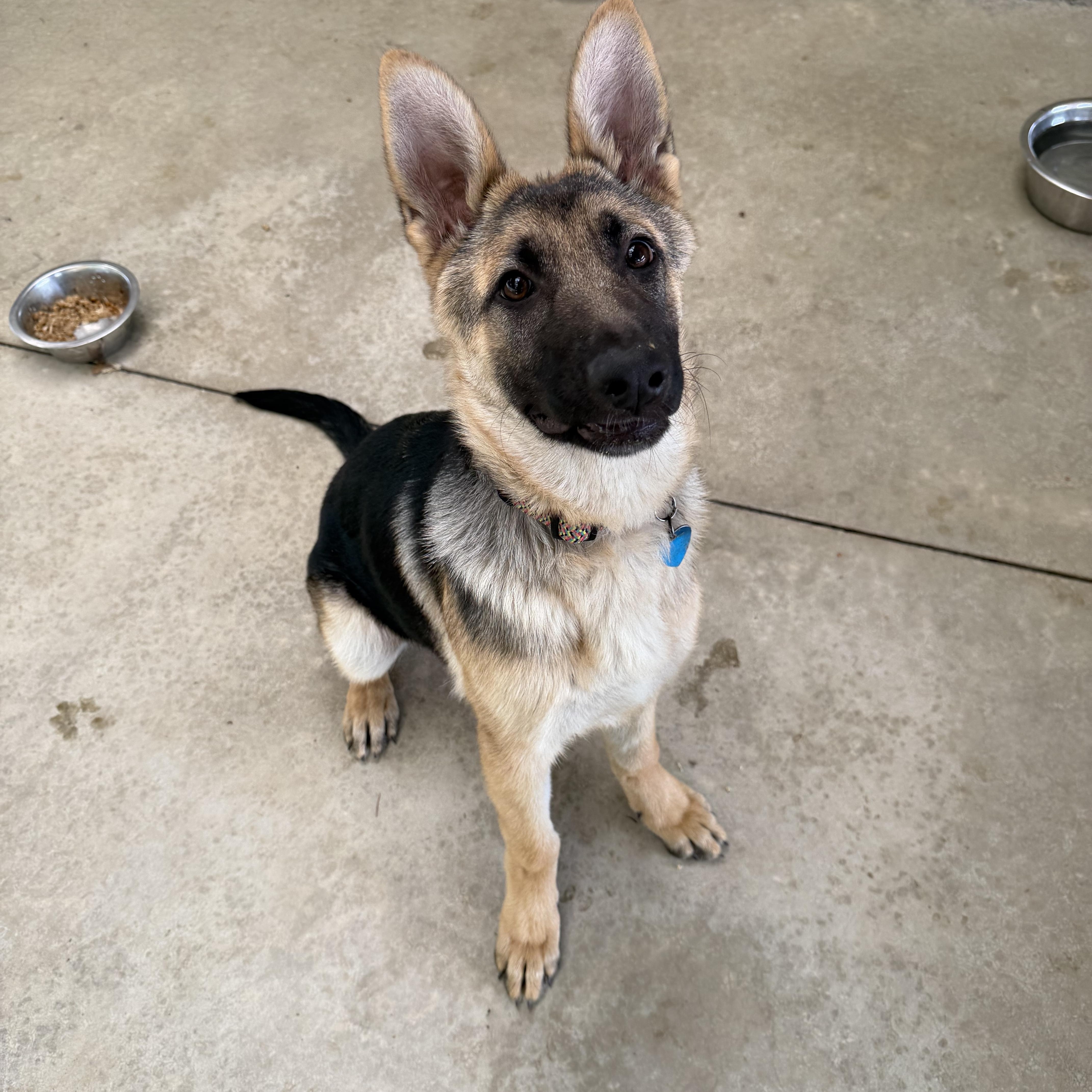 A baby large-sized female German Shepherd Dog dog named Stella for adoption in Hood River, OR