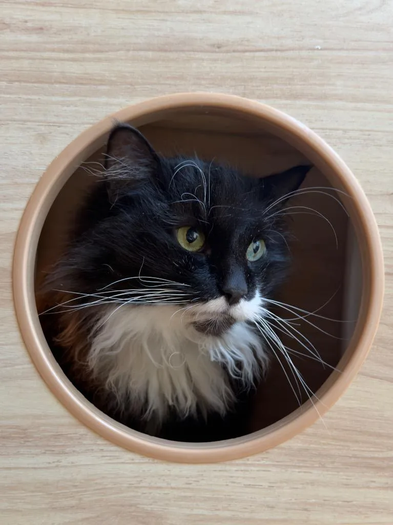 A senior large-sized female Domestic Long Hair cat named Molly for adoption in Parsons, WV