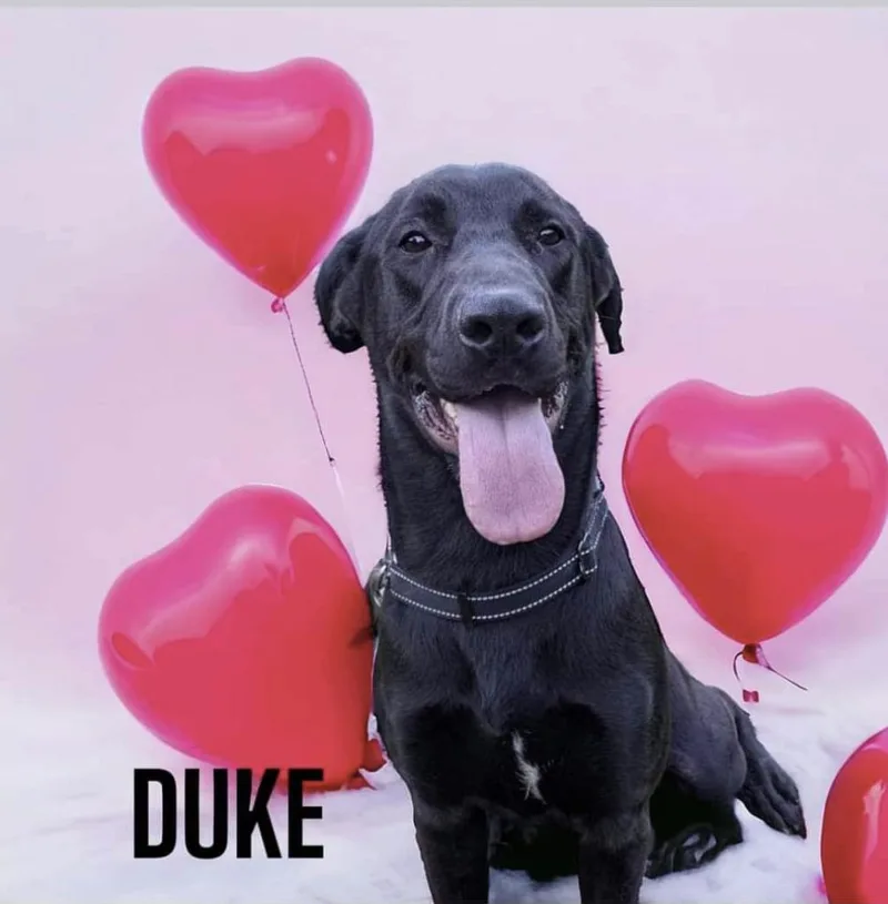 Duke