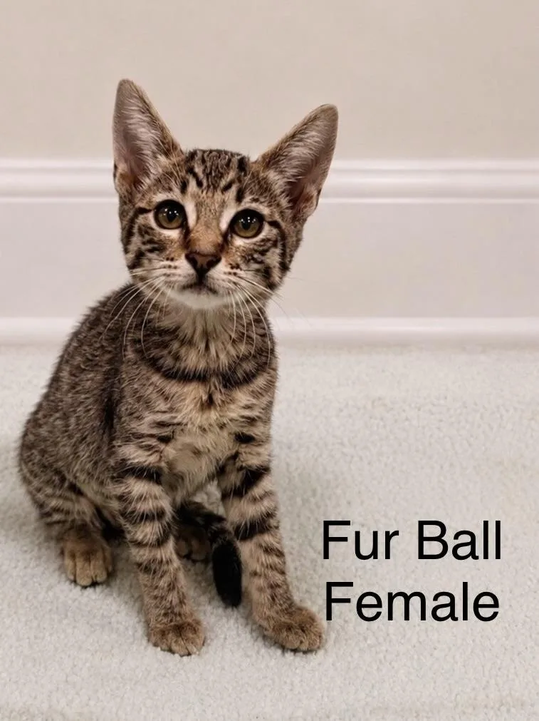 Fur Ball