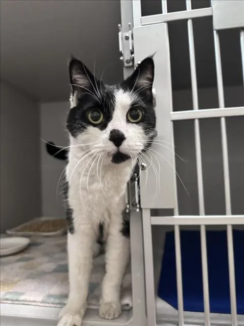 A senior small-sized male Domestic Short Hair cat named Domino for adoption in Loveland, CO