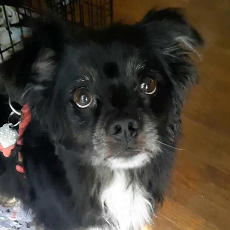 A senior small-sized male Black Australian Shepherd dog named Toshie for adoption in Olathe, KS