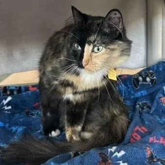 An adult small-sized female Domestic Medium Hair cat named Romania for adoption in Springfield, MA