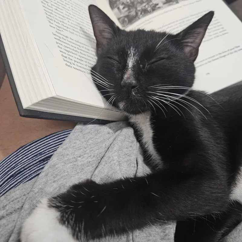 A baby medium-sized female Black & White / Tuxedo Tuxedo cat named Lilith for adoption in Wilmington, NC