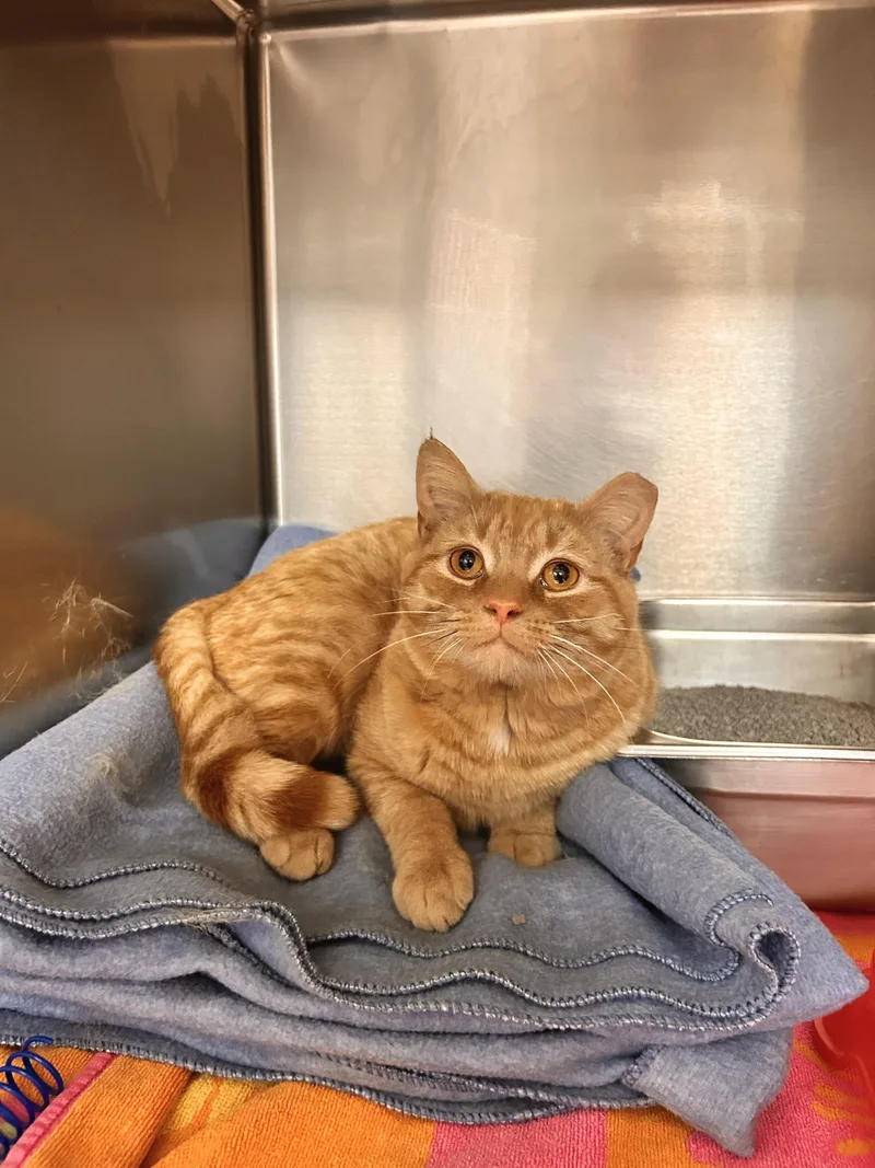 An adult medium-sized male Orange & White Domestic Short Hair cat named Chuck Norris for adoption in Myerstown, PA