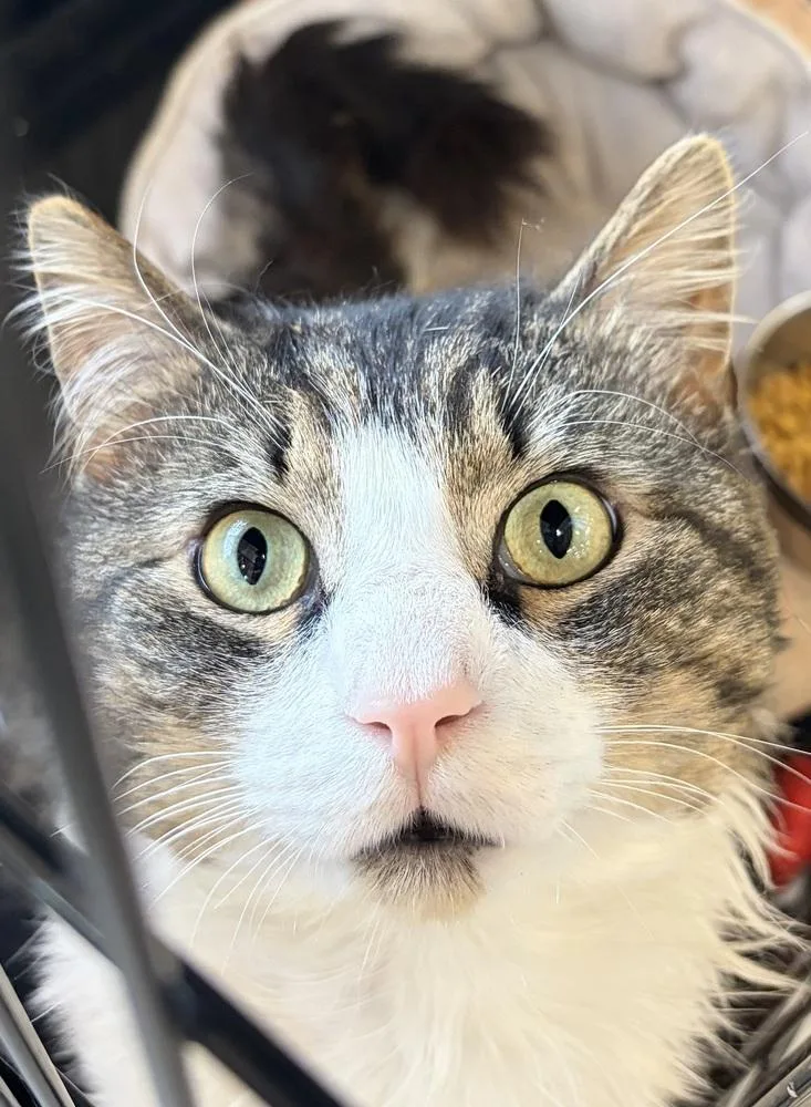 Otis