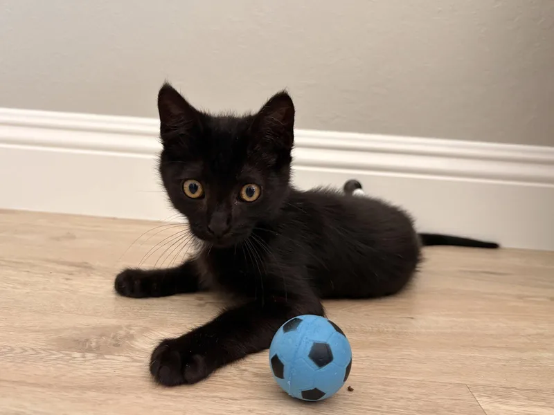 A baby small-sized male Black Bombay cat named Messi for adoption in Walnut Creek, CA