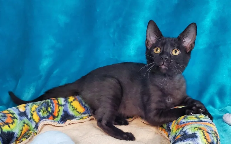 A baby medium-sized female Black Domestic Short Hair cat named Toothless for adoption in Greenville, IL