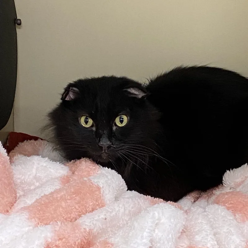 A senior small-sized male Black Domestic Long Hair cat named Satanas for adoption in Garfield, AR