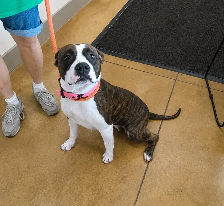 An adult large-sized female Pit Bull Terrier dog named Netta for adoption in Austin, MN