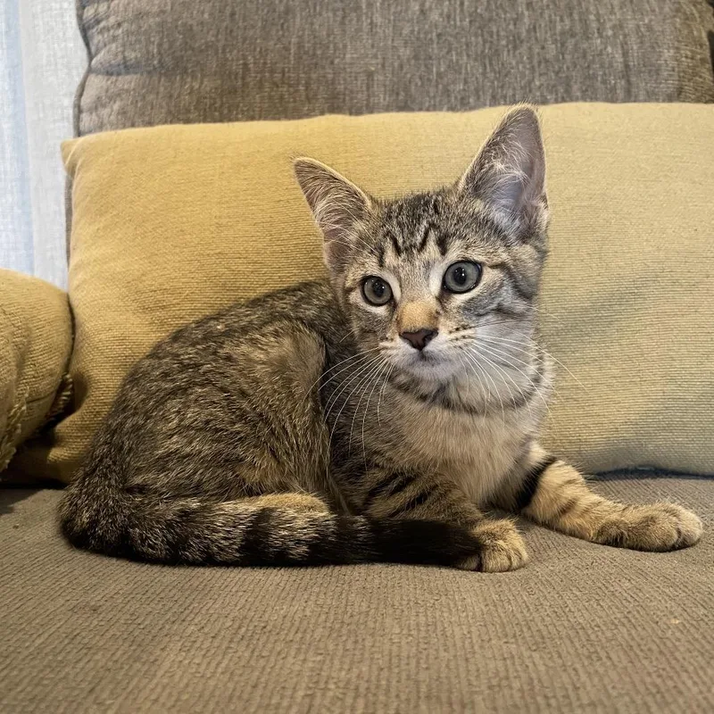 A baby small-sized female Gray / Blue / Silver American Shorthair cat named Nebulla for adoption in Tucson, AZ