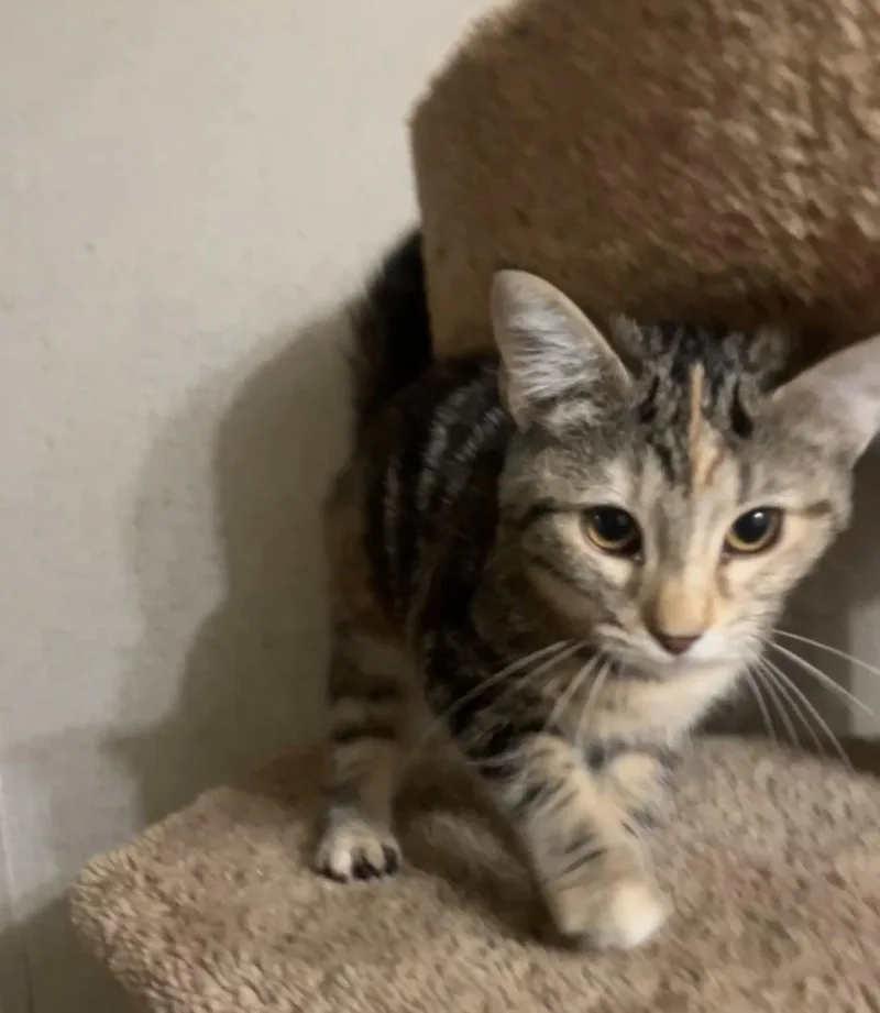 A baby medium-sized female Domestic Short Hair cat named Locket for adoption in Northfield, OH
