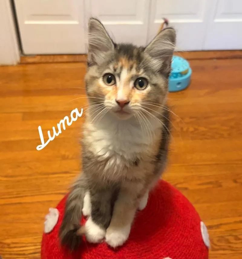 A baby medium-sized female Domestic Short Hair cat named Luma for adoption in Naugatuck, CT