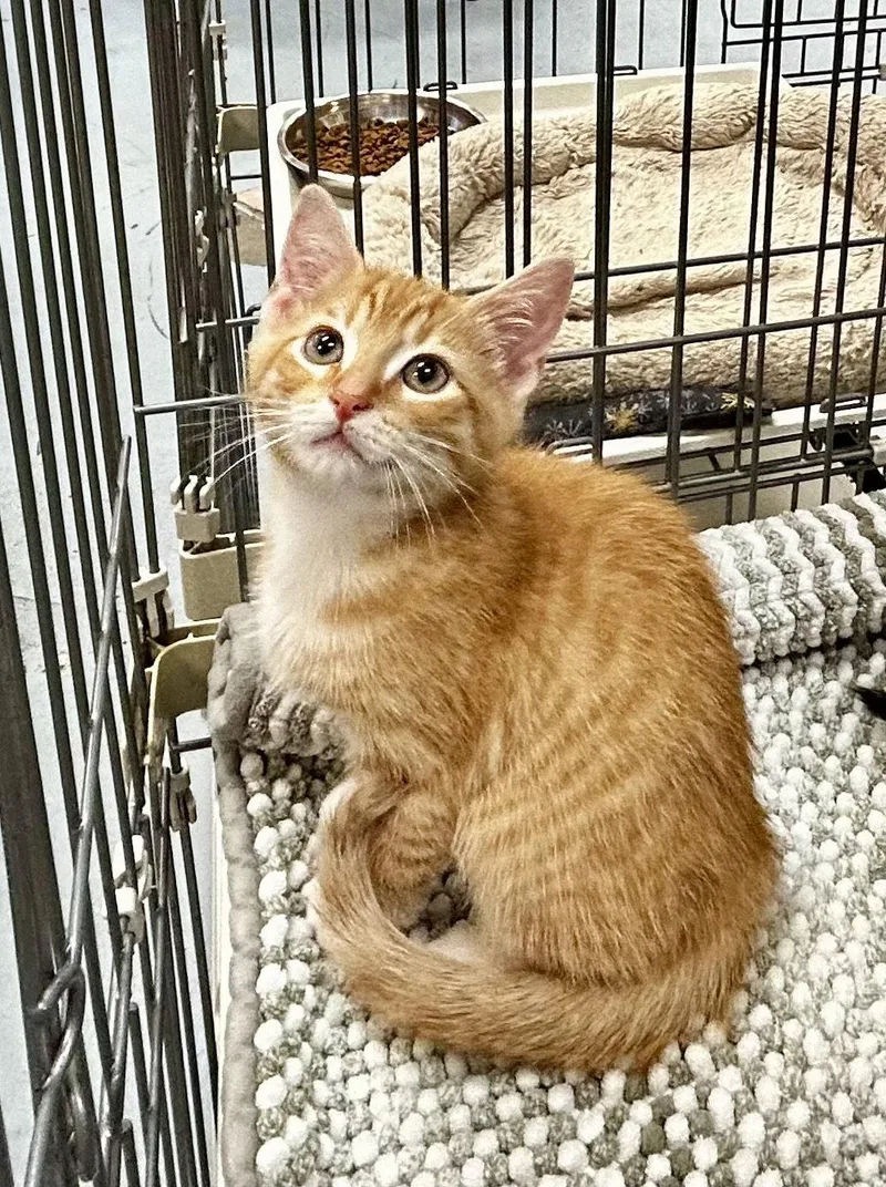 A baby medium-sized male Orange / Red Domestic Short Hair cat named Blaze  Meet me for adoption in Elkins, WV