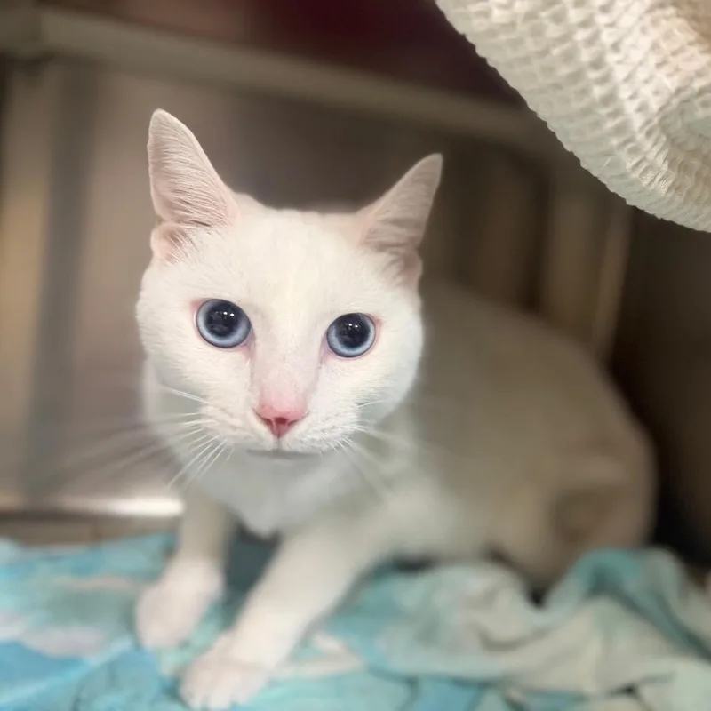 An adult medium-sized female White Domestic Short Hair cat named Coco for adoption in Perkiomenville, PA