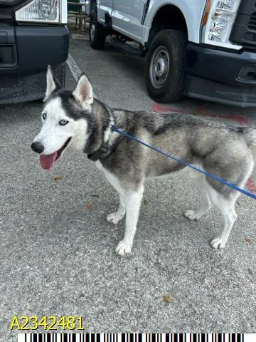 A young medium-sized male Mixed Breed dog named Thor for adoption in West Palm Beach, FL