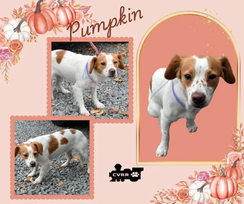 An adult small-sized female Brittany Spaniel dog named Pumpkin for adoption in LINDSAY, CA