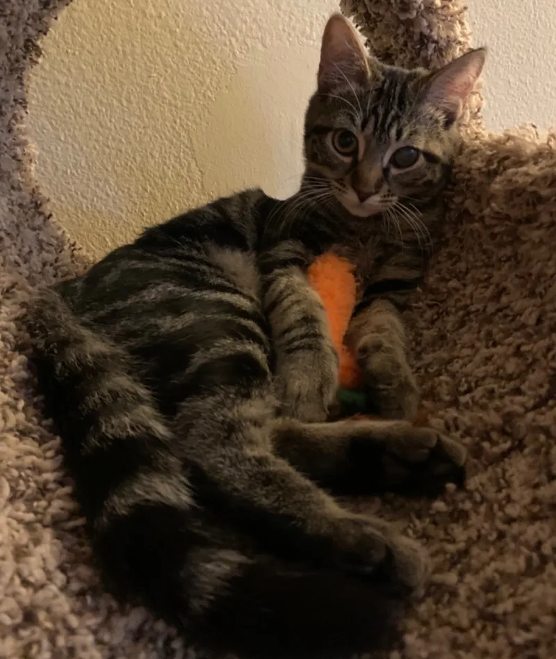 A young medium-sized female Tabby (Brown / Chocolate) Domestic Short Hair cat named Baby Angie for adoption in Los Angeles, CA
