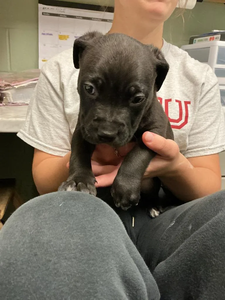 A baby small-sized male Pit Bull Terrier dog named Colby for adoption in Dyersburg, TN