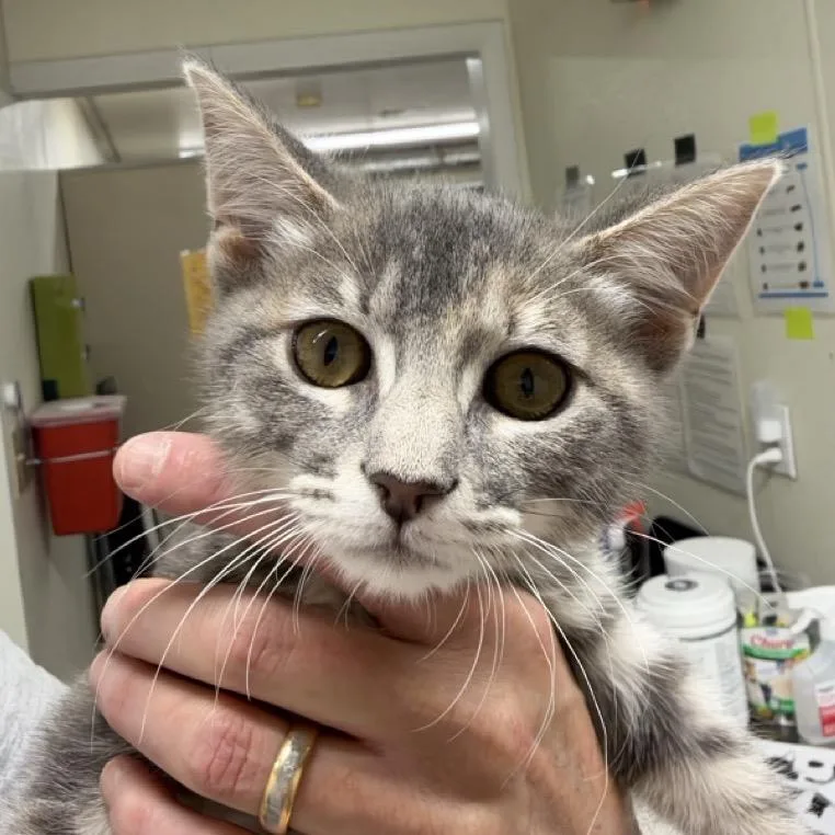 A baby small-sized female Gray / Blue / Silver Domestic Short Hair cat named Zen for adoption in Colorado Springs, CO