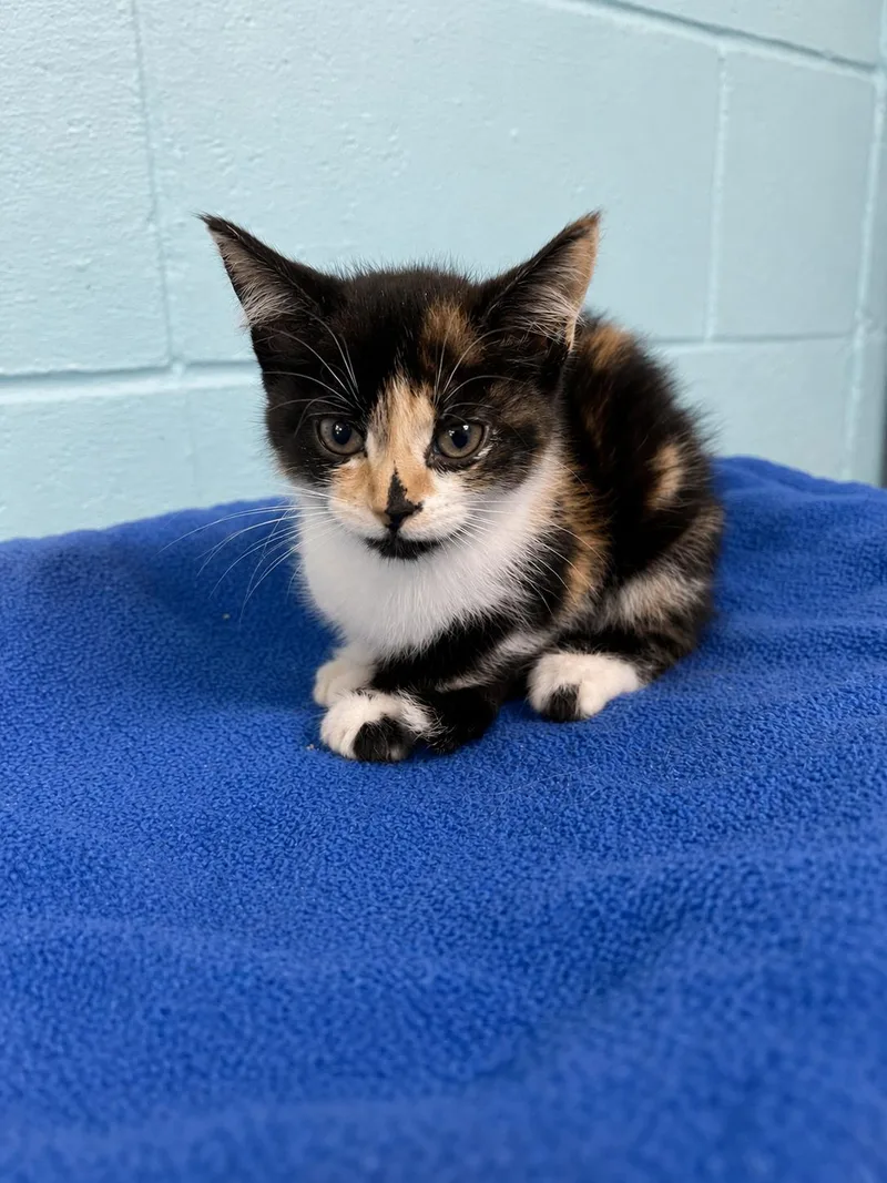 A baby medium-sized female Calico Domestic Short Hair cat named Kelly for adoption in Jamestown, ND