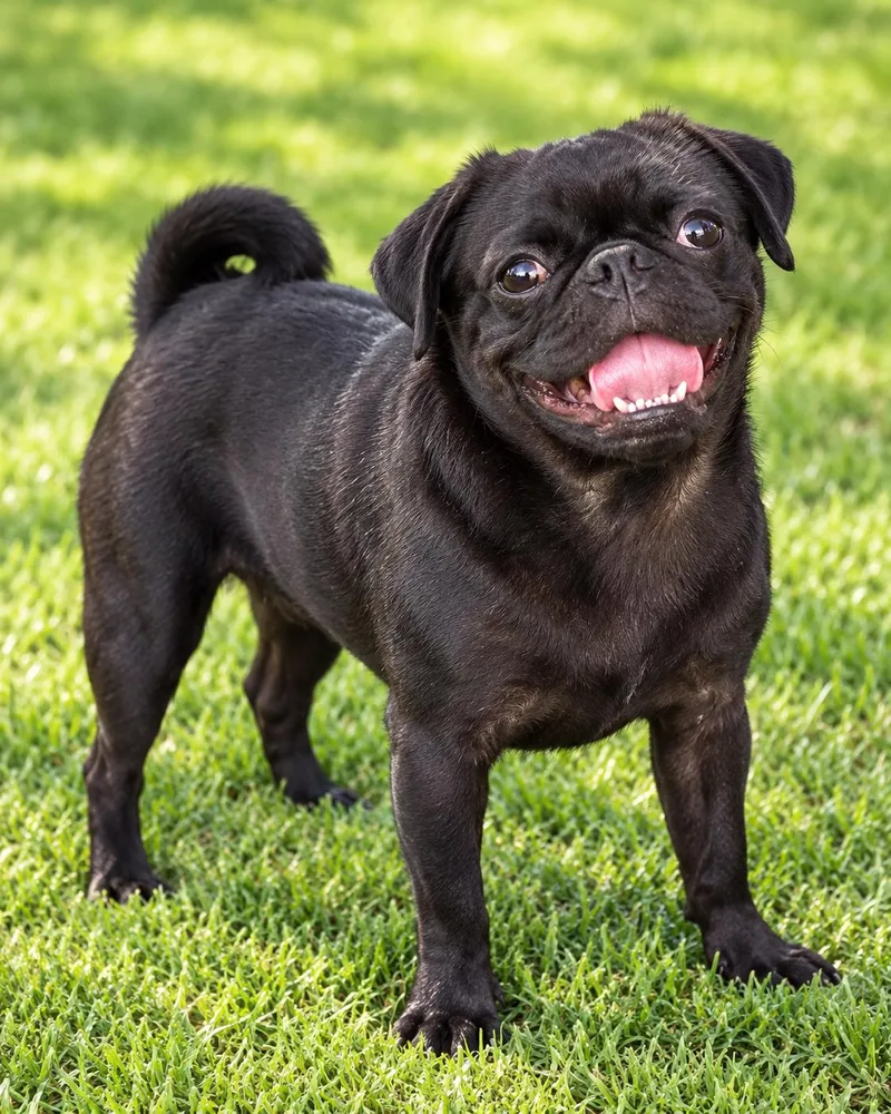 A young small-sized male Black Pug dog named Roadie for adoption in Georgetown , CA