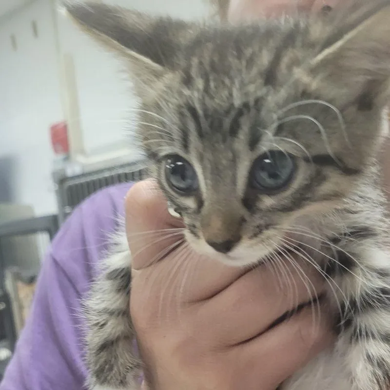 A baby small-sized male Brown / Chocolate Domestic Short Hair cat named Carlosc for adoption in East Saint Louis, IL
