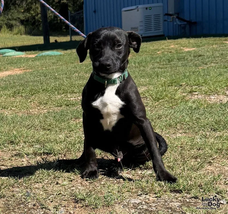 A young medium-sized male Labrador Retriever dog named Lightning for adoption in Washington, DC
